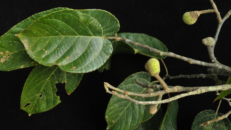 Cây Chay Cúc phương. Mit Petelot - Artocarpus petelotii Gagnep - Cây Thuốc Nam Quanh Ta